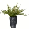 Kirkland's Home Asparagus Fern In Tall Black Planter- Arrangements & Greenery