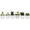 Kirkland's Home Assorted Potted Succulent Arrangements, Set Of 6- Arrangements & Greenery