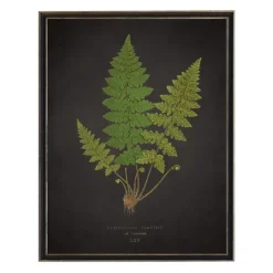 Kirkland's Home Black Fern Vi Framed Art Print- Framed Art