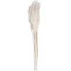 Kirkland's Home Bleached Preserved Plume Reed Bundles, Set Of 2- Stems & Bouquets
