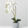 Kirkland's Home Blooming White Orchid Potted Floral Arrangement- Arrangements & Greenery
