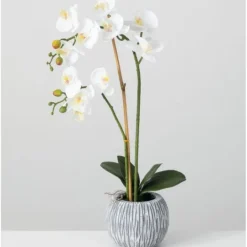 Kirkland's Home Blooming White Orchid Potted Floral Arrangement- Arrangements & Greenery