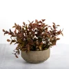 Kirkland's Home Boxwood Arrangement In Ceramic Pot- Arrangements & Greenery