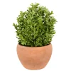 Kirkland's Home Boxwood Bush In Terracotta Pot- Arrangements & Greenery