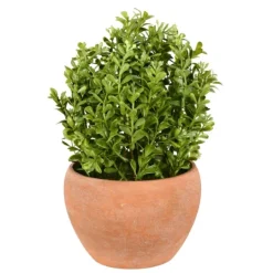 Kirkland's Home Boxwood Bush In Terracotta Pot- Arrangements & Greenery