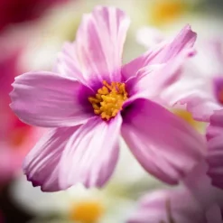 Kirkland's Home Bright Cosmos Stems, Set Of 3- Stems & Bouquets