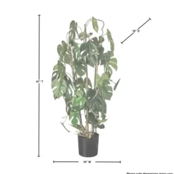 Kirkland's Home Climbing Split Leaf Philodendron Plant- Trees & Topiaries