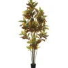 Kirkland's Home Colorful Croton Tree In Black Planter, 7 Ft.- Trees & Topiaries