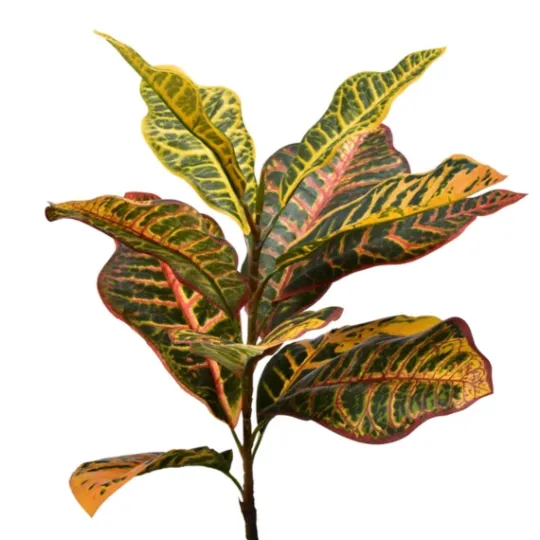 Kirkland's Home Colorful Croton Tree In Black Planter, 7 Ft.- Trees & Topiaries