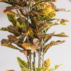 Kirkland's Home Colorful Croton Tree In Black Planter, 7 Ft.- Trees & Topiaries