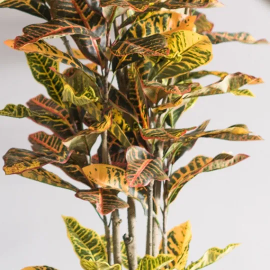Kirkland's Home Colorful Croton Tree In Black Planter, 7 Ft.- Trees & Topiaries