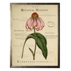 Kirkland's Home Coneflower Botanical Magazine Framed Art Print- Framed Art