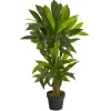 Kirkland's Home Corn Stalk Dracaena Plant In Black Planter- Trees & Topiaries
