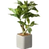 Kirkland's Home Croton Arrangement In Ceramic Planter- Arrangements & Greenery