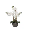 Kirkland's Home Desktop Orchid Arrangement In Gray Planter- Arrangements & Greenery