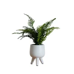 Kirkland's Home Desktop Palm Plant In White Planter- Arrangements & Greenery