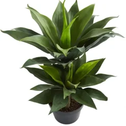 Kirkland's Home Double Agave Succulent, 29 In.- Trees & Topiaries
