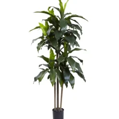 Kirkland's Home Dracaena Uv Resistant Plant- Trees & Topiaries