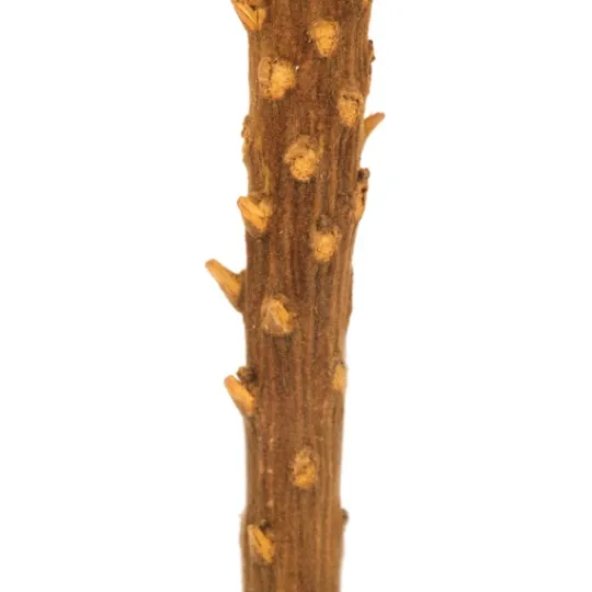 Kirkland's Home Dried And Dyed Jumbo Banksia Stems, Set Of 3- Stems & Bouquets