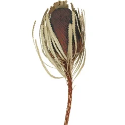 Kirkland's Home Dried Jumbo Banksia Stems, Set Of 3- Stems & Bouquets