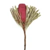 Kirkland's Home Dried Jumbo Banksia Stems, Set Of 3- Stems & Bouquets