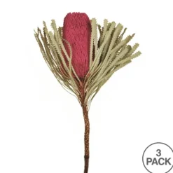 Kirkland's Home Dried Jumbo Banksia Stems, Set Of 3- Stems & Bouquets