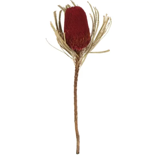 Kirkland's Home Dried Jumbo Banksia Stems, Set Of 3- Stems & Bouquets