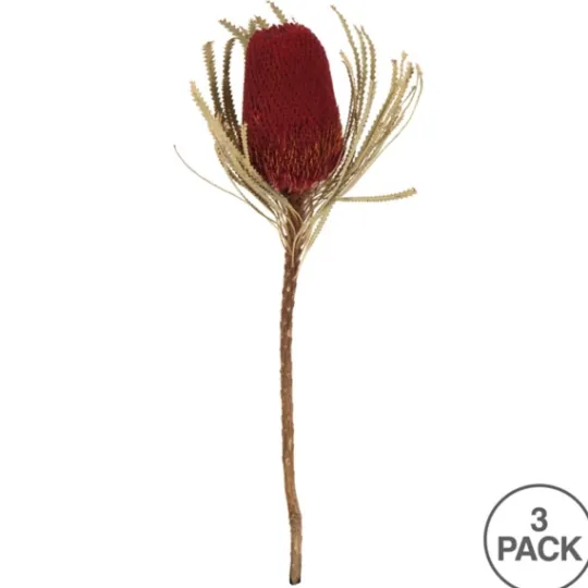 Kirkland's Home Dried Jumbo Banksia Stems, Set Of 3- Stems & Bouquets