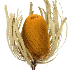 Kirkland's Home Dried Jumbo Banksia Stems, Set Of 3- Stems & Bouquets