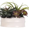 Kirkland's Home Echeveria Mix In Modern White Bowl- Arrangements & Greenery