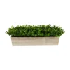 Kirkland's Home Eucalyptus Arrangement In Wide Wooden Planter- Arrangements & Greenery