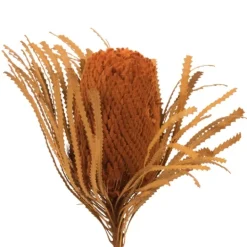 Kirkland's Home Fall Dried And Dyed Jumbo Banksia Stems, Set Of 3- Stems & Bouquets