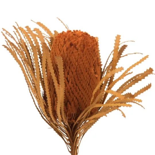Kirkland's Home Fall Dried And Dyed Jumbo Banksia Stems, Set Of 3- Stems & Bouquets
