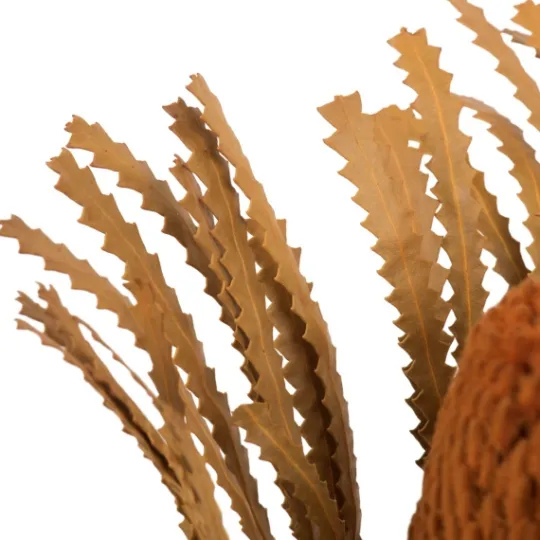 Kirkland's Home Fall Dried And Dyed Jumbo Banksia Stems, Set Of 3- Stems & Bouquets