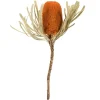 Kirkland's Home Fall Dried Jumbo Banksia Stems, Set Of 3- Stems & Bouquets