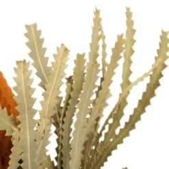 Kirkland's Home Fall Dried Jumbo Banksia Stems, Set Of 3- Stems & Bouquets