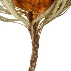 Kirkland's Home Fall Dried Jumbo Banksia Stems, Set Of 3- Stems & Bouquets