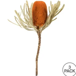 Kirkland's Home Fall Dried Jumbo Banksia Stems, Set Of 3- Stems & Bouquets