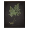 Kirkland's Home Fern Bookplate Vii Framed Art Print- Framed Art