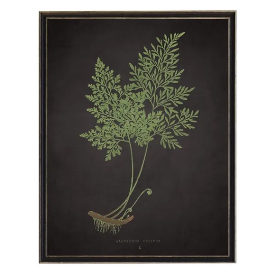 Kirkland's Home Fern Bookplate Vii Framed Art Print- Framed Art