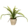 Kirkland's Home Fern Bush In Distressed Ivory Planter- Arrangements & Greenery