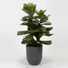 Kirkland's Home Fiddle Leaf Fig In Modern Gray Planter- Trees & Topiaries