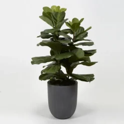 Kirkland's Home Fiddle Leaf Fig In Modern Gray Planter- Trees & Topiaries