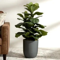 Kirkland's Home Fiddle Leaf Fig In Modern Gray Planter- Trees & Topiaries
