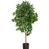 Kirkland's Home Glossy Leaf Ficus Tree In Black Nursery Planter- Trees & Topiaries