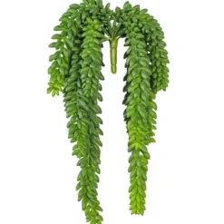 Kirkland's Home Green Donkey'S Tail Bush- Stems & Bouquets