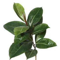 Kirkland's Home Green Rubber Tree, 6 Ft.- Trees & Topiaries