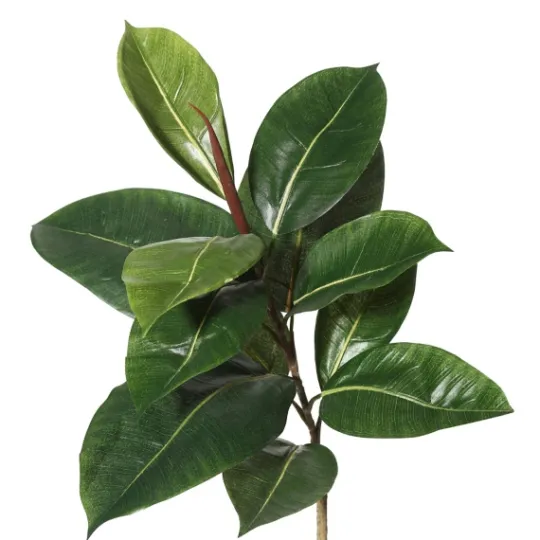 Kirkland's Home Green Rubber Tree, 6 Ft.- Trees & Topiaries