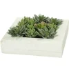 Kirkland's Home Green Succulents In White Rustic Planter- Arrangements & Greenery
