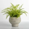 Kirkland's Home Lace Fern Plant In Face Planter- Arrangements & Greenery
